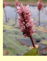 Горец земноводный (Polygonum amphibium L.) Горец земноводный (Polygonum amphibium L.)